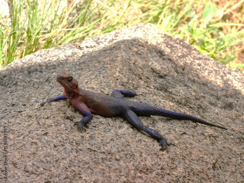 lizard on the rock