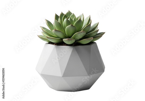 Green succulent plant in white pot png on transparent background