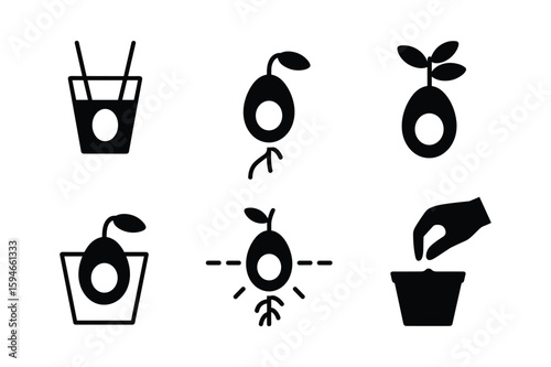 Avocado pit growing stages in black silhouette sprout leaves