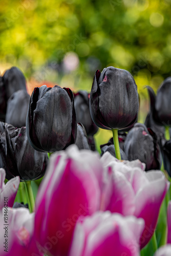 Blooming pink and black tulips on a sunny day