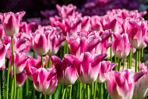 Blooming pink tulips on a sunny day