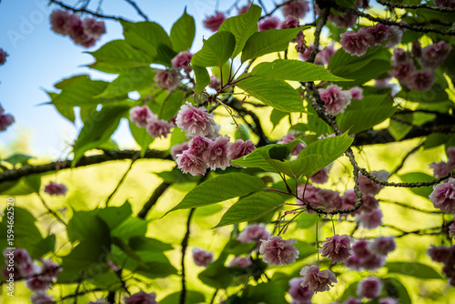 Pink cherry blossom in the park
