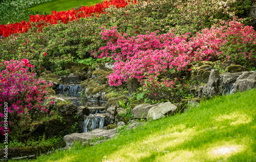 pink flowers by waterfall in the park
