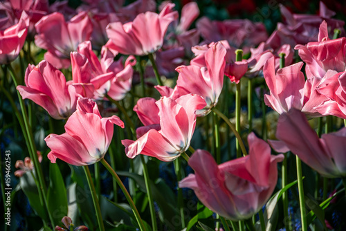 Blooming pink tulips on a sunny day