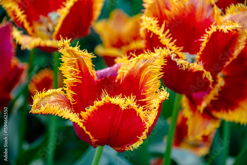Blooming red and yellow tulips on a sunny day