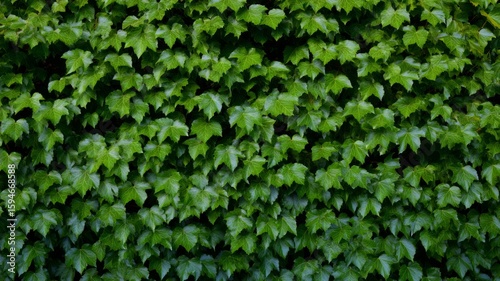 Wallpaper Mural Dense ivy foliage with vibrant green hue. AI generated Torontodigital.ca