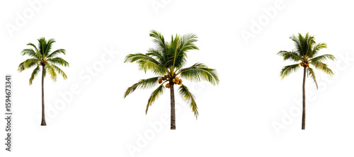 Three tropical palm trees isolated against a black background