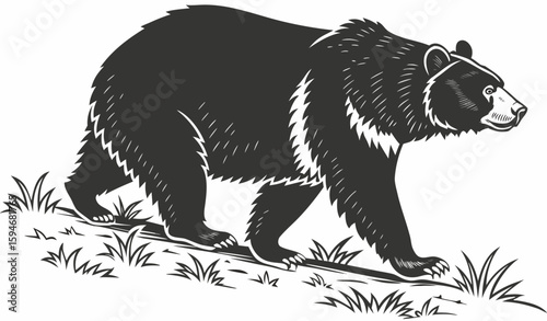 bear on a rock