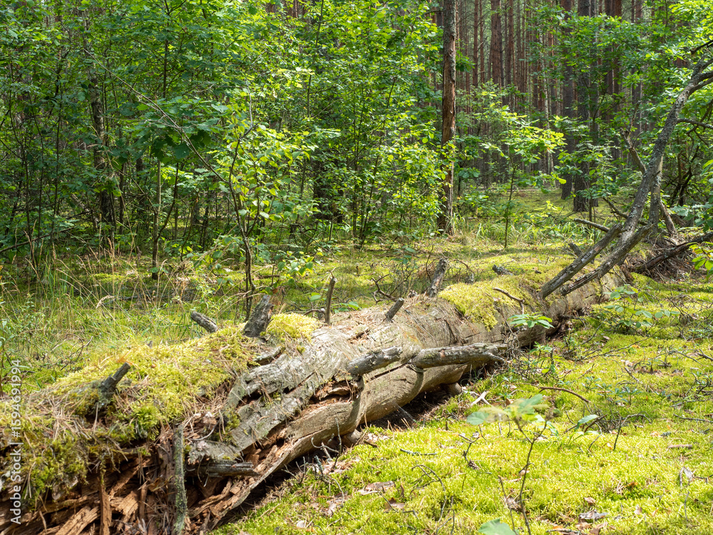 Woodland landscape featuring a moss-covered fallen tree, vibrant greenery in a serene forest setting, copy space Woodland landscape featuring a moss-covered fallen tree, vibrant greenery in a serene forest setting, copy space