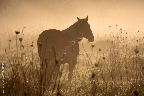 Silhouette of a horse standing in a misty field during sunrise