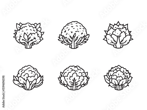 cauliflower vegetable contour line illustration bundle