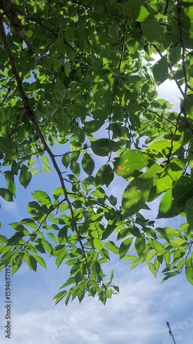 木漏れ日・葉が揺れる・太陽の光り／Sunlight filtering through the trees, rustling leaves, sunlight／나무 누출 날 · 잎이 흔들리는 · 태양의 빛