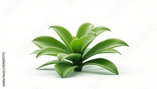 Green plant with large leaves on white background isolated studio shot