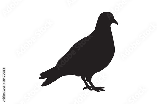 Pigeon