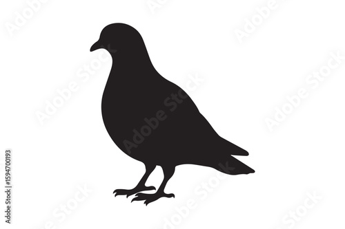 Pigeon