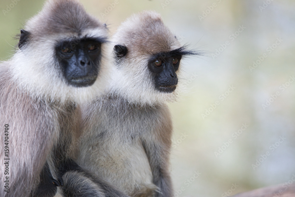 Fototapeta premium Monkeys in Sri Lanka perch on trees and walls, alert and playful, surrounded by lush greenery and tropical sunlight.