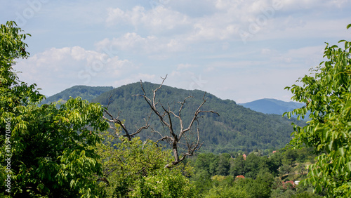 Lush verdant hills embrace a solitary gnarled tree, embodying Earth's rebirth during Imbolc, inviting mindful wanderer's solstice reflections
