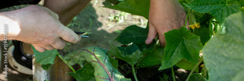 Quadro em tela A pair of hands tend young cucumber plants, evoking Earth Day's nurturing spirit