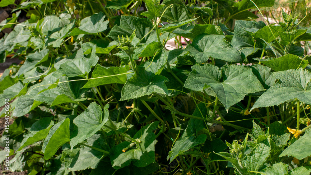 Lush cucumber vines whisper under midsummer sunlight, evoking Verdant Harmony Day and ancient Slavic harvest rituals of abundance Lush cucumber vines whisper under midsummer sunlight, evoking Verdant Harmony Day and ancient Slavic harvest rituals of abundance