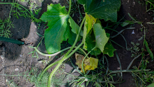 Fotografi Tendrils entwine in a tangled garden dance, celebrating Earth Day and the ancien