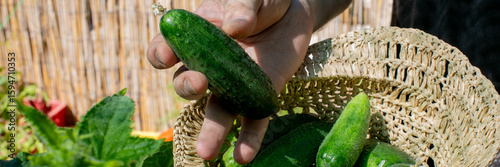 Hand plucks garden-fresh cucumber, evoking rural abundance; Pagan Harvest Festival, community gardening revival, wicker basket brimming verdancy