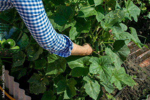 An arm in checkered sleeve tenderly harvests cucumbers during Lughnasadh, celebrating bountiful summer gardens and earth's verdant gifts