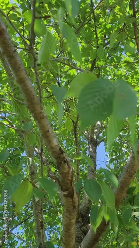 木漏れ日・葉が揺れる・太陽の光り／Sunlight filtering through the trees, rustling leaves, sunlight／나무 누출 날 · 잎이 흔들리는 · 태양의 빛