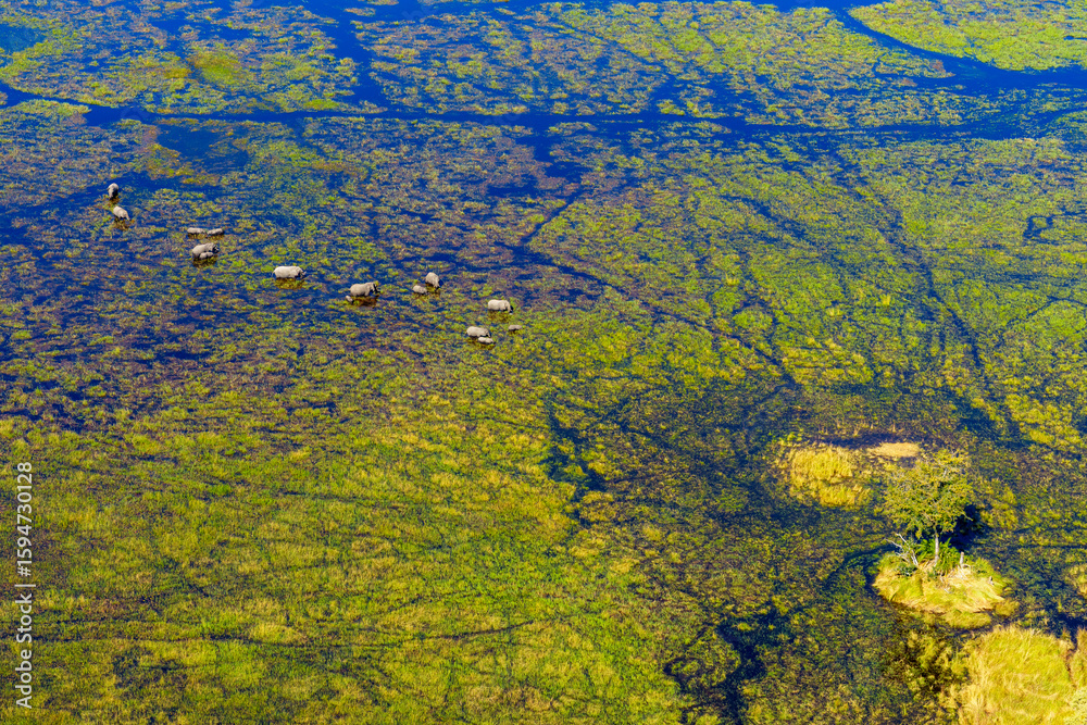 Breathtaking aerial view of African bush elephants (loxodonta africana) feeding in the waters of the Okavango Delta near Maun, Botswana. Ideal for nature, travel, and wildlife photography projects. Breathtaking aerial view of African bush elephants (loxodonta africana) feeding in the waters of the Okavango Delta near Maun, Botswana. Ideal for nature, travel, and wildlife photography projects.