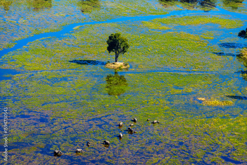 Breathtaking aerial view of African bush elephants (loxodonta africana) feeding in the waters of the Okavango Delta near Maun, Botswana. Ideal for nature, travel, and wildlife photography projects.