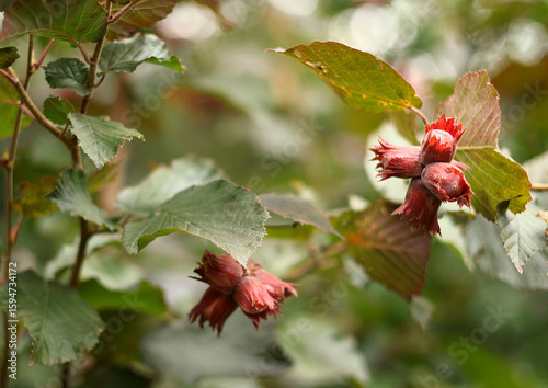 Bunches of red-leaved hazelnuts on branches