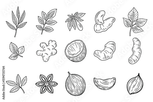 Minimalist Herb Nut Seed and Leaf Vector Illustrations for Botanical Decor and Food Packaging