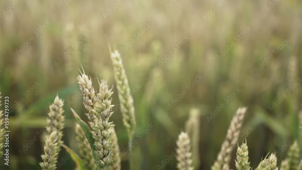 Golden Wheat Field Under a Clear Blue Sky Golden Wheat Field Under a Clear Blue Sky