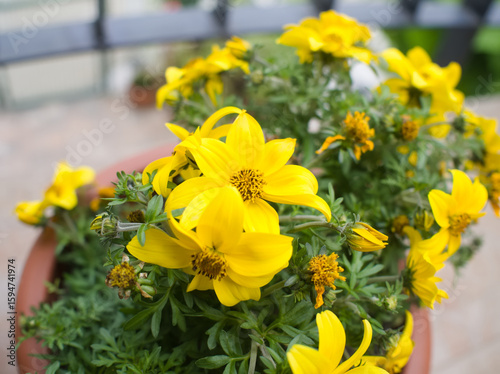 Vibrant Yellow Flowers in Pot