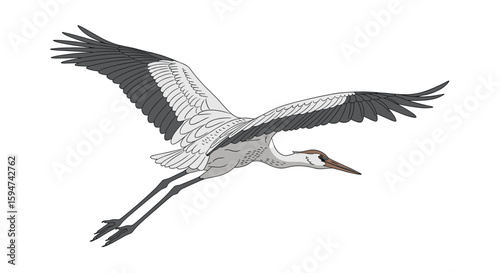 Majestic crane soars gracefully across the blue sky with wings extended on a clear day