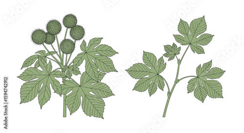 Botanical illustration of castor bean plant with spiky seed pods and large palmate leaves in sage green