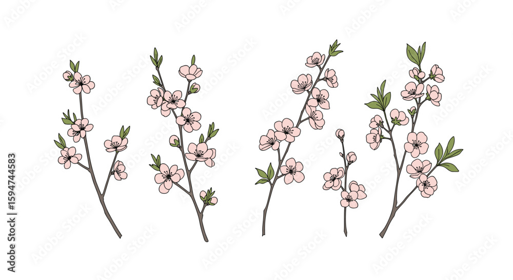 Naklejka premium Delicate pink cherry blossoms branching out in a beautiful natural display of spring awakening