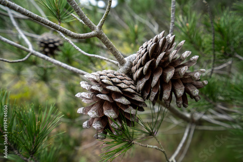 Pinecones, Aleppo Pine, Pinus halepensis 