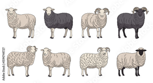 Illustrations of various sheep breeds showing diverse wool colors patterns and horned features