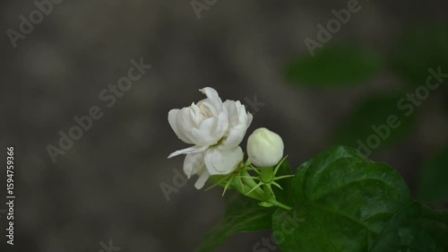 Jasminum sambac flower. The flower may be used as a fragrant ingredient in perfumes and jasmine tea. In India known as Mogra flower and beli flower. Its other names Arabian jasmine and Sambac jasmine.