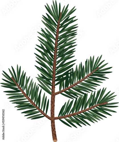 Green pine branch with needles isolated on white