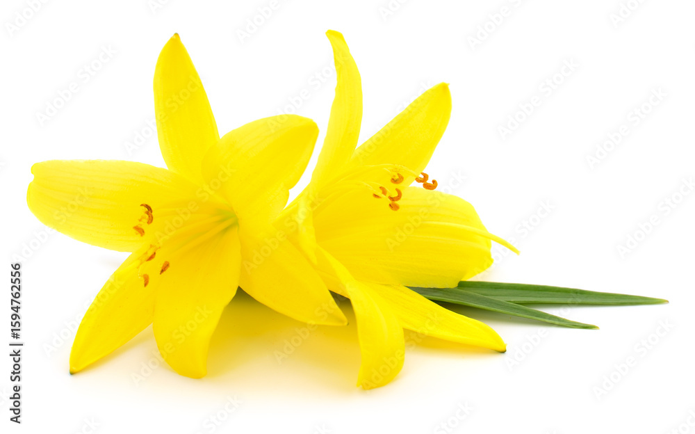 Obraz premium Two yellow lilies.