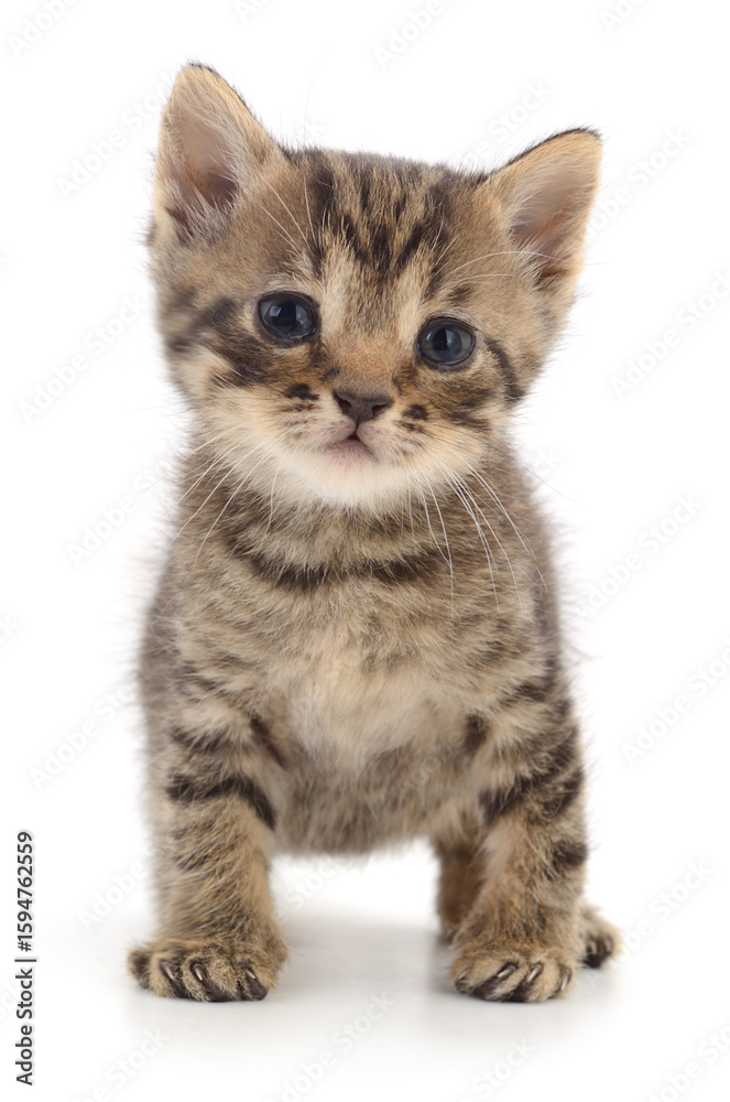 Obraz premium Kitten on white background.