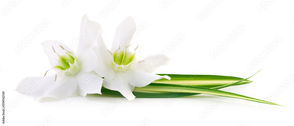 Obraz premium Two white flowers.