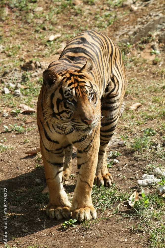 Fototapeta premium portrait of a sumatran tiger walking during the day