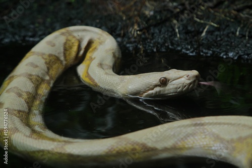 A caramel malayopython reticulatus is seen swimming