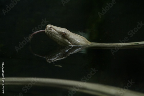 A caramel malayopython reticulatus is seen swimming