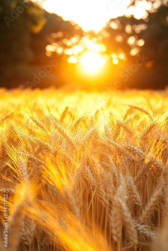 Golden ears of wheat swaying gently sunlit field, their grains full and ripe, creating a sense of abundance and harvest season