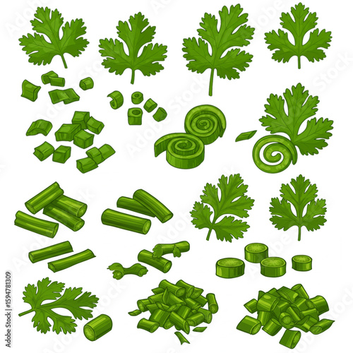 Fresh coriander and green onion cuttings provides a graphic design element for culinary, nutritional, or gardening themed projects.