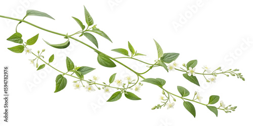 Fototapeta Naklejka Na Ścianę i Meble -  Delicate white flowers on a green plant stem isolated on transparent background