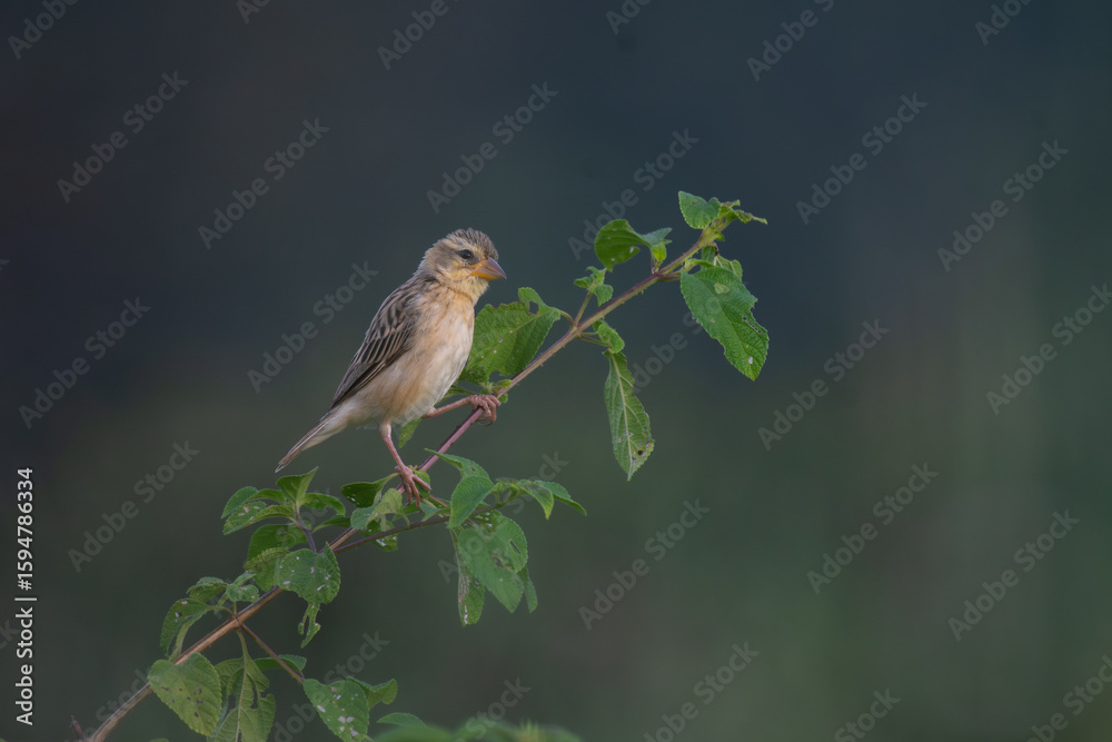 Obraz premium A vibrant small Baya weaver perched on a fresh green plant against a blurred natural background.